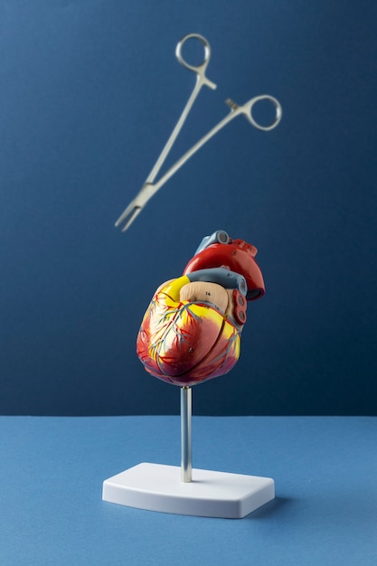 Bezpłatne zdjęcie widok anatomicznego modelu serca do celów edukacyjnych z instrumentami medycznymi