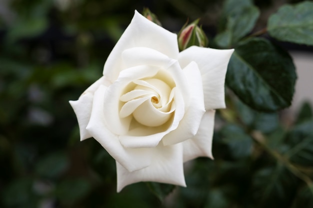 Widok delikatnej białej róży