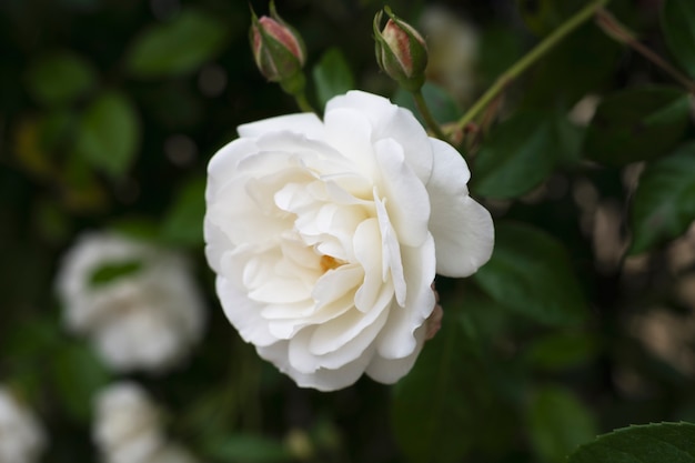 Widok delikatnej białej róży