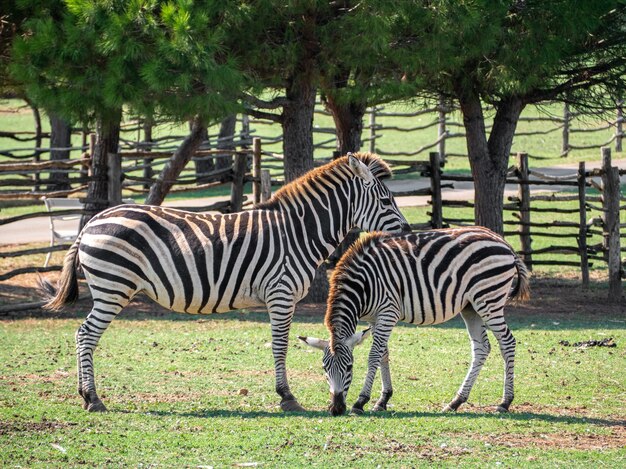 Widok dwóch zebr w zoo z drewnianym płotem na powierzchni