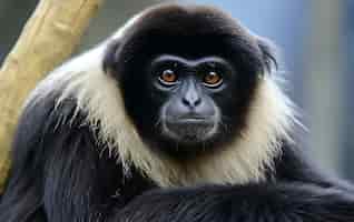 Bezpłatne zdjęcie widok dzikiej małpy gibbonowej