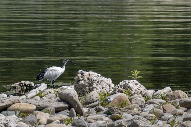 Bezpłatne zdjęcie widok ibisa moluccan stojącego na skałach w pobliżu rzeki