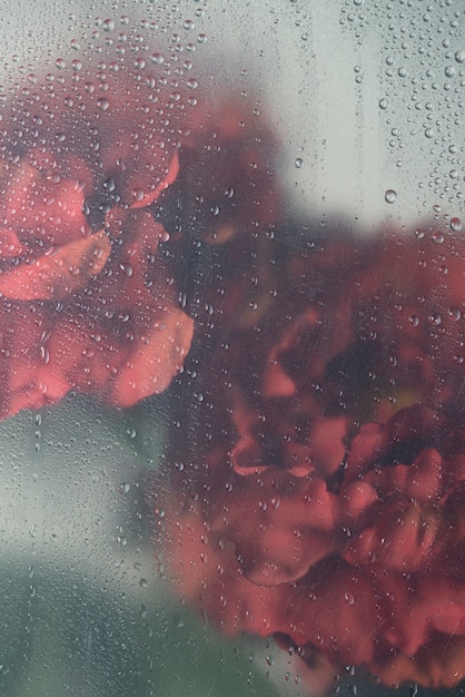 Widok kwiatów za przezroczystym szkłem z kroplami wody