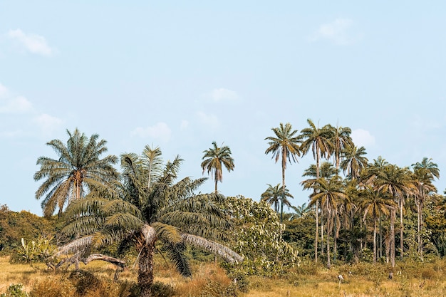 Widok na afrykańską scenerię przyrody z drzewami i roślinnością