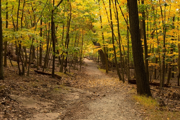 Widok na chodnik wraz z jesiennymi drzewami w lesie
