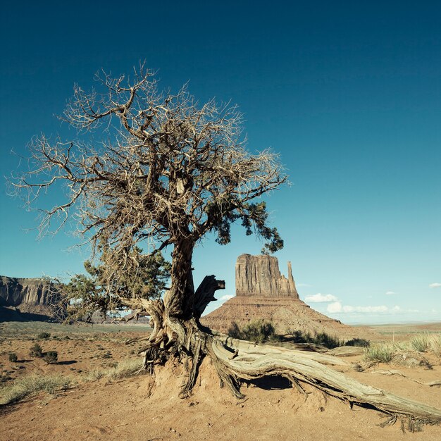 Widok na Monument Valley i drzewo poddane specjalnej obróbce fotograficznej