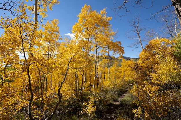 Widok na naturalną roślinność usa