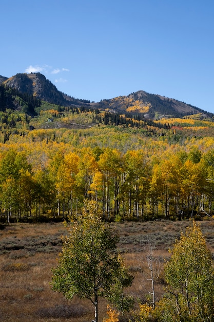 Widok na naturalną roślinność usa