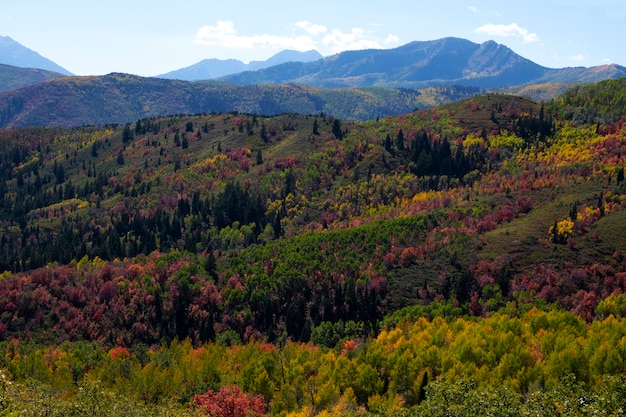 Widok na naturalną roślinność usa