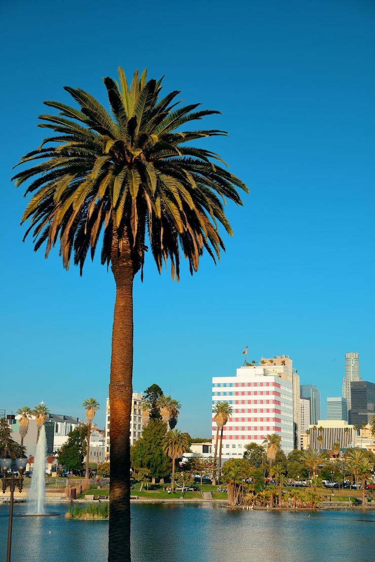 Bezpłatny plik Zdjęcie widok na park centrum los angeles z palmami.