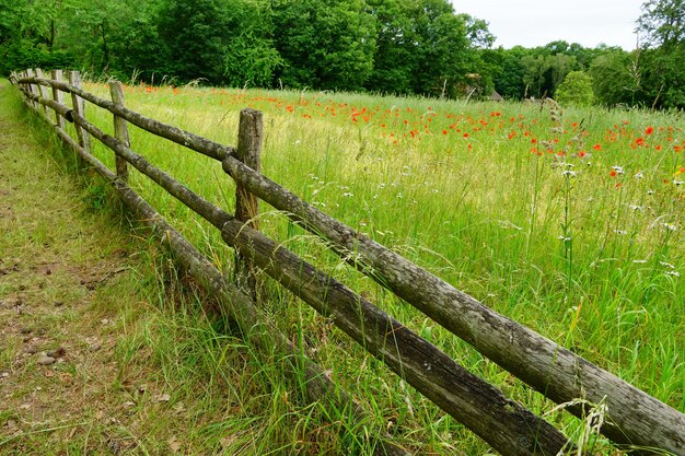 Widok na pole trawy z zielenią w tle