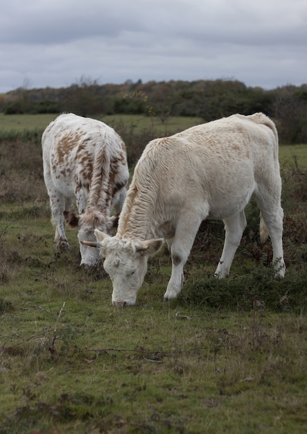 Widok pionowy dwóch krów jedzących trawę na pastwisku