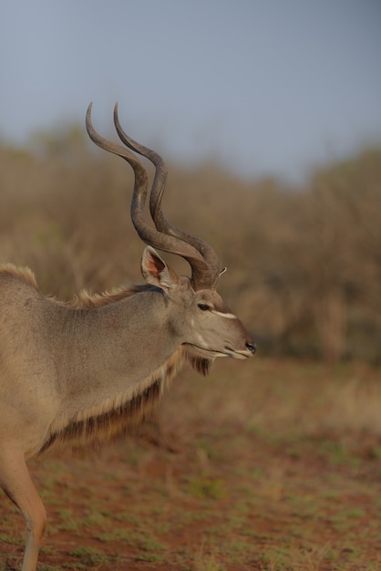 Widok pionowy kudu z boku z rozmytym tłem