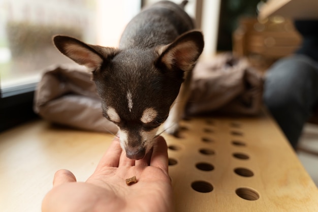 Bezpłatne zdjęcie widok uroczego psa chihuahua, który dostaje smakołyki w domu?