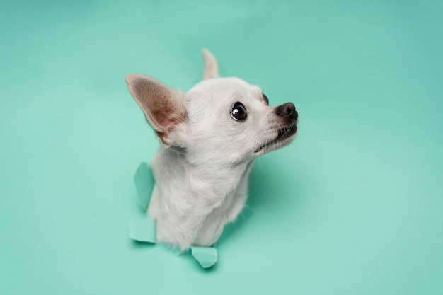 Bezpłatne zdjęcie widok uroczego psa chihuahua wychodzącego z rozdartego papieru
