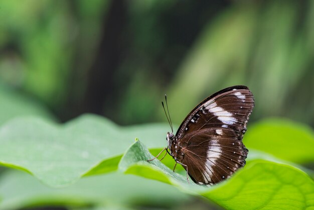 Widok z boku brązowy motyl na liściach