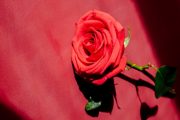 Widok z boku czerwonego koloru róży na białym tle na czerwonym tle tekstury