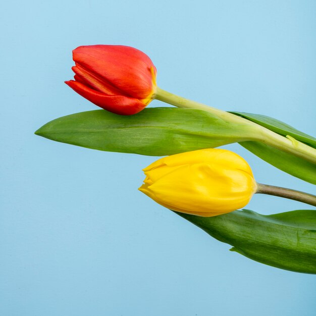 Widok z boku czerwonych i żółtych kolorów tulipanów na niebieskim stole