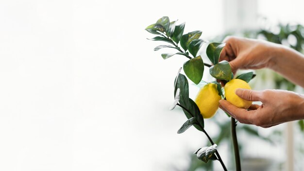Widok z boku kobiety uprawiającej cytryny wewnątrz z miejsca na kopię