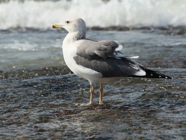 Widok z boku na mewę żółtodziobą (larus marinus) na falach oceanu