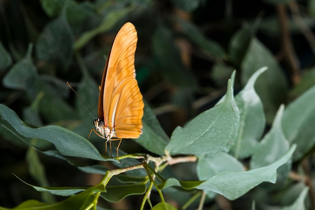 Widok z boku pomarańczowy motyl na liściu
