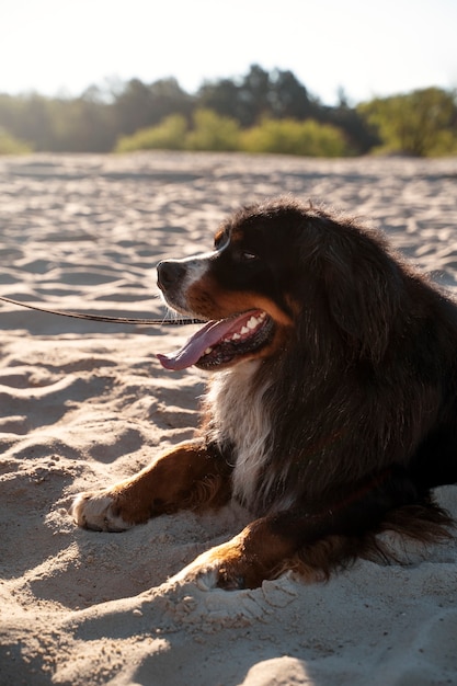 Widok z boku słodki pies na plaży?