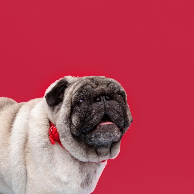 Widok z boku z cute mops z miejsca na kopię