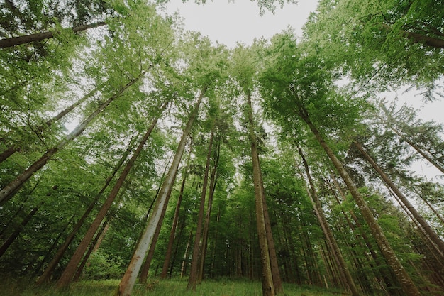 Widok z dołu grupy drzew