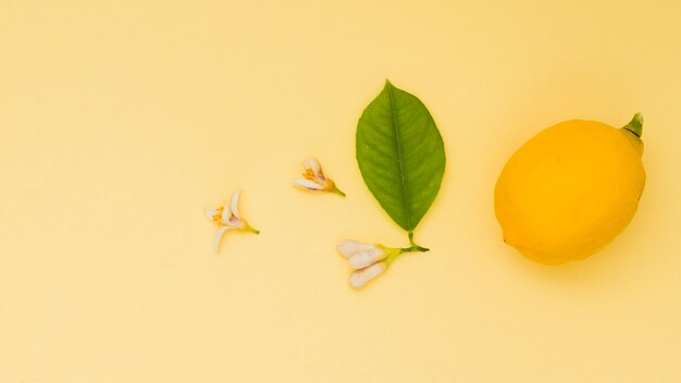Widok z góry cytryny z liściem i kwiatami
