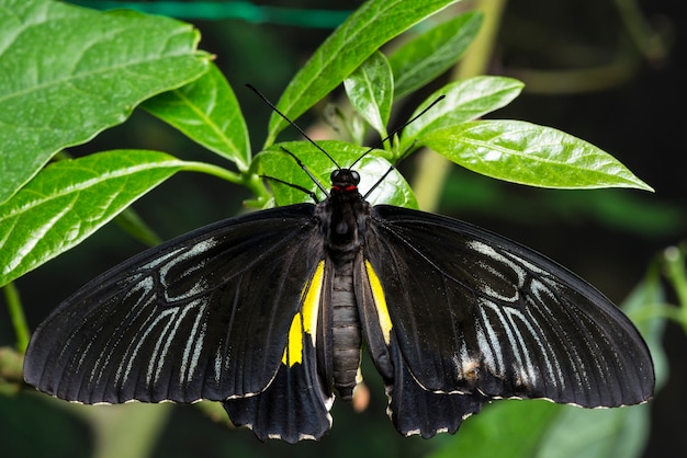 Bezpłatne zdjęcie widok z góry majestatyczny czarny motyl