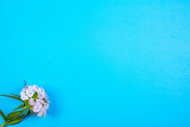 Widok z góry miejsca kopiowania biały kwiat na niebieskim tle