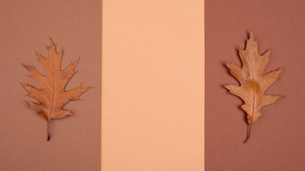 Widok z góry na monochromatyczny wybór liści z miejscem na kopię