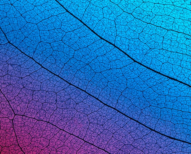 Widok z góry na przezroczysty kolorowy liść