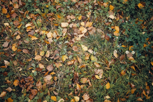 Widok z góry na zieloną trawę pokrytą żółtawymi liśćmi jesienią. Poziome strzał z wielu kolorowych żółtych i brązowych liści leżących na mokrej łące. Koncepcja jesień, pory roku, natura i środowisko