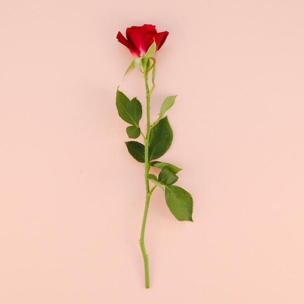 Bezpłatne zdjęcie widok z góry prostej czerwonej róży