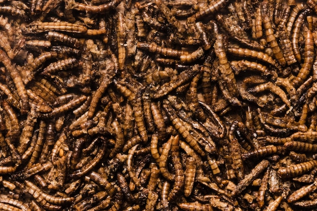Widok z góry pyszne smażone robaki