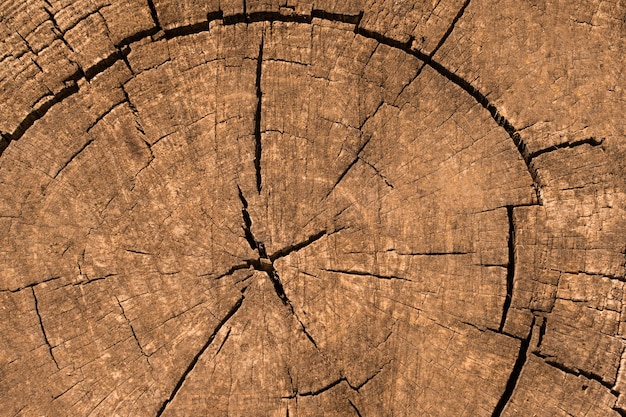 Bezpłatne zdjęcie widok z góry tekstury drewna