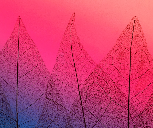Bezpłatne zdjęcie widok z góry tekstury przezroczystych liści z kolorowym odcieniem