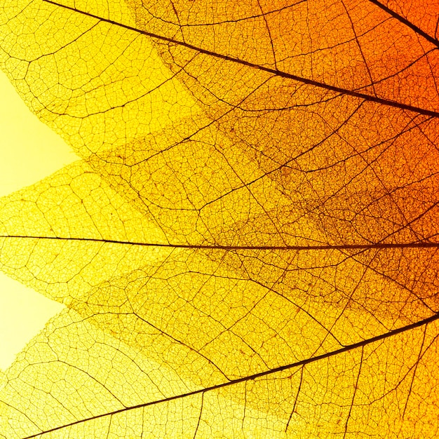 Bezpłatne zdjęcie widok z góry tekstury przezroczystych liści