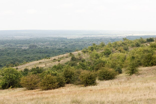 Widok z góry widok na wiejski las