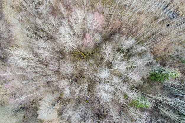 Widok z lotu ptaka na gęsty las z gołymi zimowymi drzewami i opadłymi liśćmi na ziemi