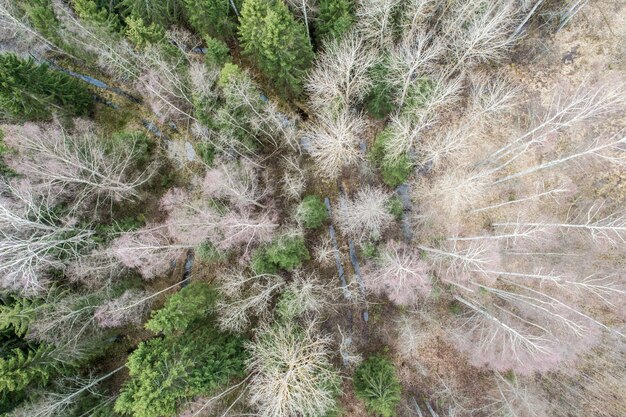 Widok z lotu ptaka na gęsty las z nagimi głębokimi jesiennymi drzewami z wysuszonymi liśćmi