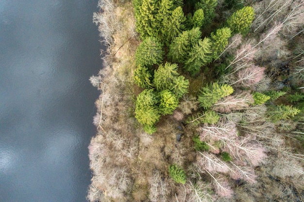 Widok z lotu ptaka na jezioro obok pięknego lasu - świetnie nadaje się do tapet