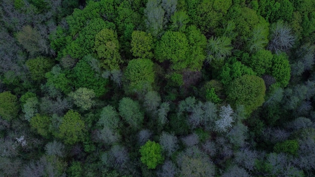 Widok z lotu ptaka na krajobraz pokryty wysokimi zielonymi drzewami