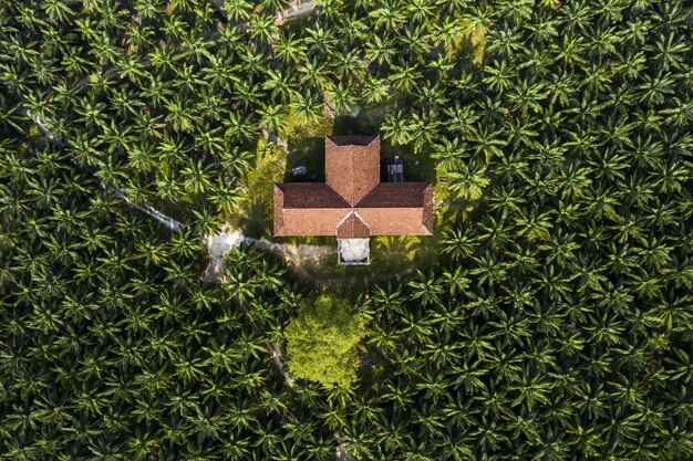 Widok z lotu ptaka na palmy na plantacji oleju palmowego w Azji Południowo-Wschodniej