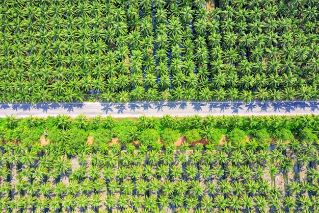 Widok z lotu ptaka na plantację palm kokosowych i drogę.