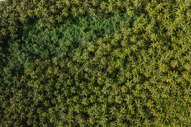 Widok z lotu ptaka na tropikalne drzewa na wyspach Mentawai w Indonezji - idealny jako tło