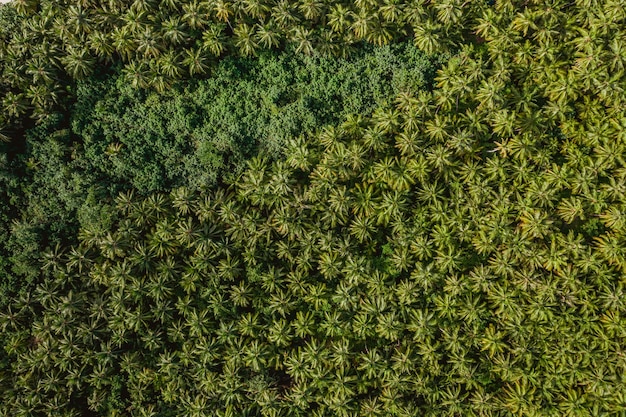 Widok z lotu ptaka na tropikalne drzewa na wyspach Mentawai w Indonezji - idealny jako tło