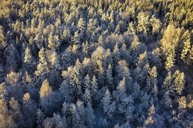 Widok z lotu ptaka na wiecznie zielony las pokryty śniegiem w słońcu