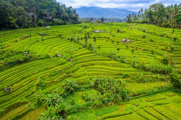 Widok z lotu ptaka tarasowych pól ryżowych Bali, Indonezja